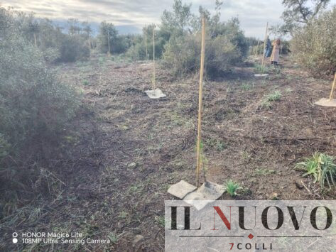 pineta castel fusano