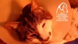 Rosi, la gattina stuprata a Roma Tor Tre Teste lotta e reagisce: “Ha ricominciato a mangiare” (VIDEO)