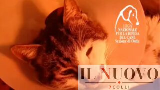 Rosi, la gattina stuprata a Roma Tor Tre Teste lotta e reagisce: “Ha ricominciato a mangiare” (VIDEO)