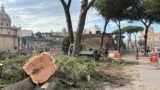 Roma, 29mila alberi abbattuti in quattro anni: l’associazione CURAA accusa il Campidoglio e chiede: “Verità sul verde”