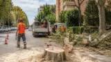Roma, altri alberi pubblici abbattuti in urgenza e senza programmazione: cittadini informati a intervento eseguito