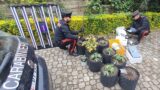Cerveteri, nasconde in casa una serra di cannabis e munizioni illegali: arrestato 33enne (FOTO)