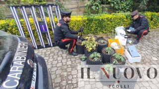 Cerveteri, nasconde in casa una serra di cannabis e munizioni illegali: arrestato 33enne (FOTO)