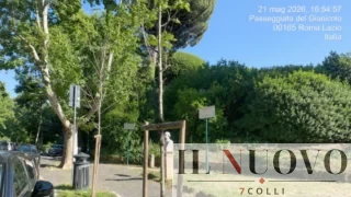Roma, alberi secchi al Gianicolo dopo il restyling di 9 mesi fa: le foto impietose che riaprono il ‘caso verde’ di Gualtieri