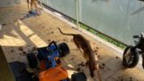 Roma, lasciano i cani in balcone senz’acqua e tra gli escrementi: salvati dai Carabinieri