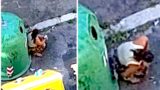 “Roma è diventata una fogna”, donna si abbassa la gonna e defeca vicino ai cassonetti, uomo tira giù la zip e fa pipì sul marciapiede: i video fanno fanno indignare il web