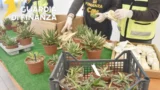 Piante rare ‘spacciate’ per normali pacchi di plastica: azzerato traffico illegale negli aeroporti di Fiumicino e Ciampino