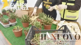 Piante rare ‘spacciate’ per normali pacchi di plastica: azzerato traffico illegale negli aeroporti di Fiumicino e Ciampino