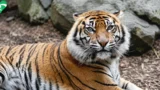 Addio a Tila, la tigre di Sumatra del Bioparco: Roma perde un simbolo fragile e raro