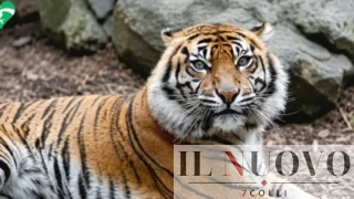 Addio a Tila, la tigre di Sumatra del Bioparco: Roma perde un simbolo fragile e raro
