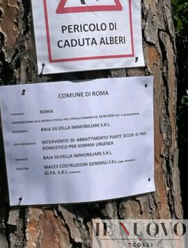 abbattimenti pineta Procoio Ostia