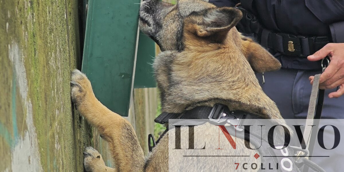 cane antidroga polizia
