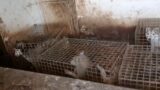 Liberati 240 husky alle porte di Roma: “Chiusi in gabbie fatiscenti per 5 anni tra sofferenza e degrado” (VIDEO)