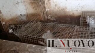 Liberati 240 husky alle porte di Roma: “Chiusi in gabbie fatiscenti per 5 anni tra sofferenza e degrado” (VIDEO)