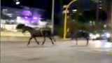 Roma, cavalli per la parata del 2 Giugno in fuga nella notte: caos tra l’Eur e Caracalla (VIDEO)