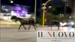 Roma, cavalli per la parata del 2 Giugno in fuga nella notte: caos tra l’Eur e Caracalla (VIDEO)