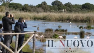 Ostia, parte il weekend Lipu tra fenicotteri e aironi: tutte le informazioni