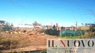 Ostia, la pineta di Procoio devastata dalle ruspe: “Stanno sparendo centinaia di alberi” (FOTO)