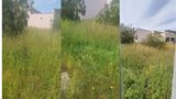 Ardea, scuola “sommersa” dall’erba: genitori sul piede di guerra: “Comune assente, alunni penalizzati” (VIDEO)
