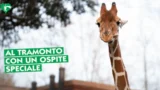 Roma, il Bioparco apre anche di sera: animali, famiglie e magia al tramonto a Villa Borghese. Tutte le informazioni