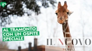Roma, il Bioparco apre anche di sera: animali, famiglie e magia al tramonto a Villa Borghese. Tutte le informazioni