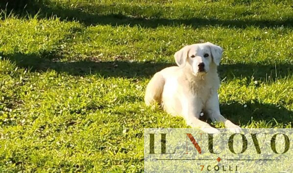 Bianco, cane avvelenato a Pomezia