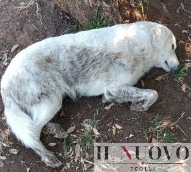 Bianco, cane avvelenato a Pomezia