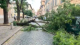 Roma, tre alberi giù in poche ore, Carpano (FI) attacca Gualtieri sulla gestione del verde