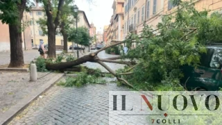 Roma, tre alberi giù in poche ore, Carpano (FI) attacca Gualtieri sulla gestione del verde