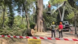 Roma, motoseghe a Villa Borghese: la Trasparenza del Campidoglio finisce di nuovo sotto accusa