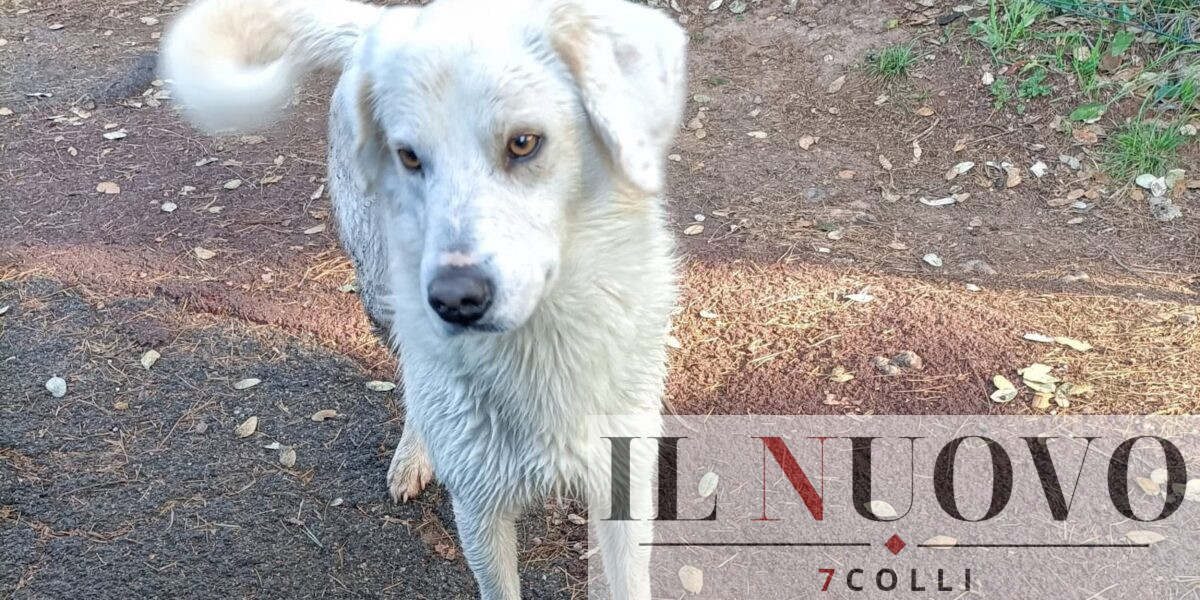 Bianco, cane avvelenato a Pomezia