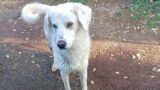 Pomezia, morto avvelenato Bianco, cane simbolo della Sughereta: “Vogliamo giustizia” (FOTO)