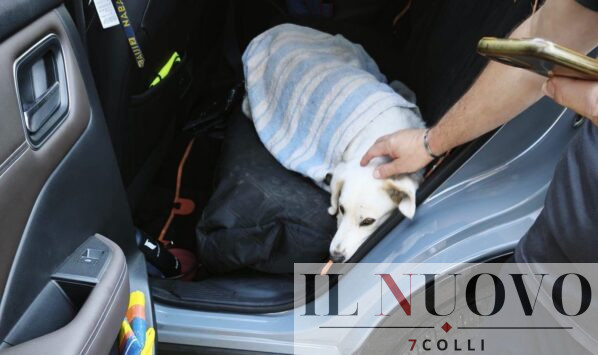 Bianco, cane avvelenato a Pomezia