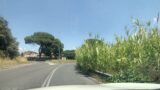 Roma, il canneto della paura a Casal Morena: bus costretti a invadere la corsia opposta. “Qui basta una sigaretta per provocare un incendio”