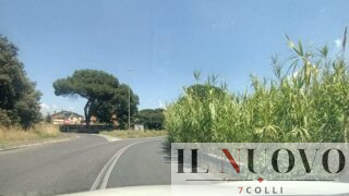 Roma, il canneto della paura a Casal Morena: bus costretti a invadere la corsia opposta. “Qui basta una sigaretta per provocare un incendio”
