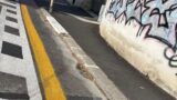 Roma, sopralluogo dei tecnici del Comune sulla ciclabile di Monteverde, la Lega: “380mila € per un obbrobrio. Va eliminata”
