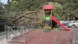 Roma, pino crolla sullo scivolo dei bimbi, Santori (Lega): “Ennesima tragedia sfiorata nel parco”