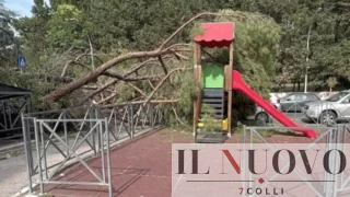 Roma, pino crolla sullo scivolo dei bimbi, Santori (Lega): “Ennesima tragedia sfiorata nel parco”