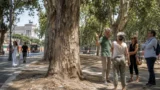 Emergenza alberi a Roma, Italia Nostra inchioda Gualtieri: “Basta annunci stampa, servono Trasparenza e tutela vera”