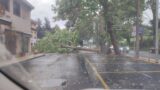 Roma si sveglia sotto il nubifragio: tuoni, raffiche di vento e alberi caduti. Chiusa la Cassia, allerta meteo gialla nel Lazio (FOTO)