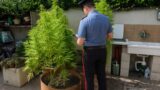 Ostia Antica, ‘affari di famiglia’: serra di cannabis in casa, marito e moglie arrestati