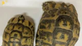 Porto di Civitavecchia, tartarughe protette vive nascoste nel doppiofondo di un furgone: scatta il sequestro