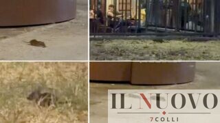 Topi, caldo e panchine deserte a Roma: “La nuova piazza di Gualtieri? Altro che piazza Risorgimento, è piazza Decadimento” (VIDEO)