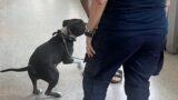 Roma, pitbull incatenata a un furgone senza acqua né cibo: salvata dopo due giorni di agonia