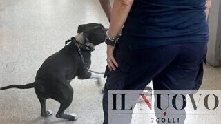 Roma, pitbull incatenata a un furgone senza acqua né cibo: salvata dopo due giorni di agonia