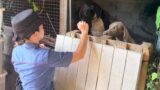 Formello, lascia 13 cani feriti sotto il sole senza acqua né cibo: denunciato 66enne