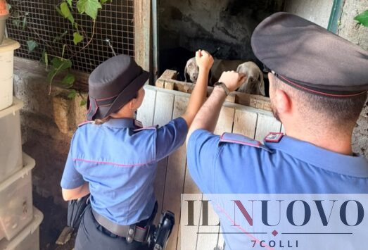 maltrattamento animali
