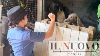 Formello, lascia 13 cani feriti sotto il sole senza acqua né cibo: denunciato 66enne