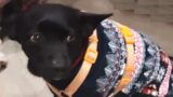 Roma, lasciano il cane sul balcone sotto il sole: lui si butta dal 5° piano e muore. “Giustizia per Smile”