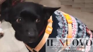 Roma, lasciano il cane sul balcone sotto il sole: lui si butta dal 5° piano e muore. “Giustizia per Smile”